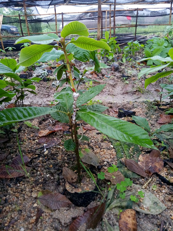 果果树安卓版(台州果果麻将安卓版本)-第2张图片-太平洋在线下载